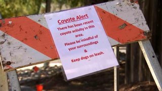 A coyote alert sign in Lamorinda.