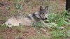 Por primera vez en 100 años: rastrean a un lobo cerca de Yosemite Park
