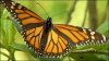 Población de mariposas monarcas afectada por la sequía y las altas temperaturas
