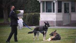 Los perros de Biden Champ (derecha) y Major son vistos con un ayudante en el Jardín Sur de la Casa Blanca en Washington, DC, el 31 de marzo de 2021.