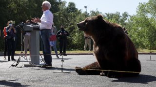 John Cox and a bear.