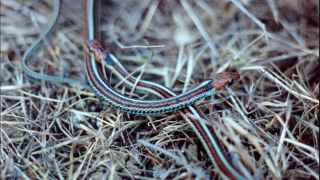 San Francisco garter snake