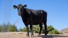 Estampida en California: vaca que escapó de matadero por más de un día tiene nuevo hogar