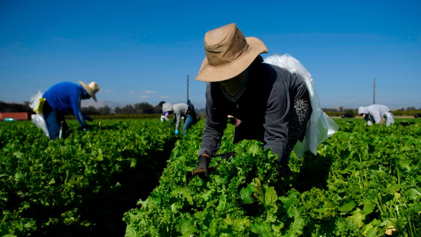 Uso de pesticidas en los campos y sus efectos.