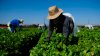 Residencia permanente para trabajadores agrícolas en California
