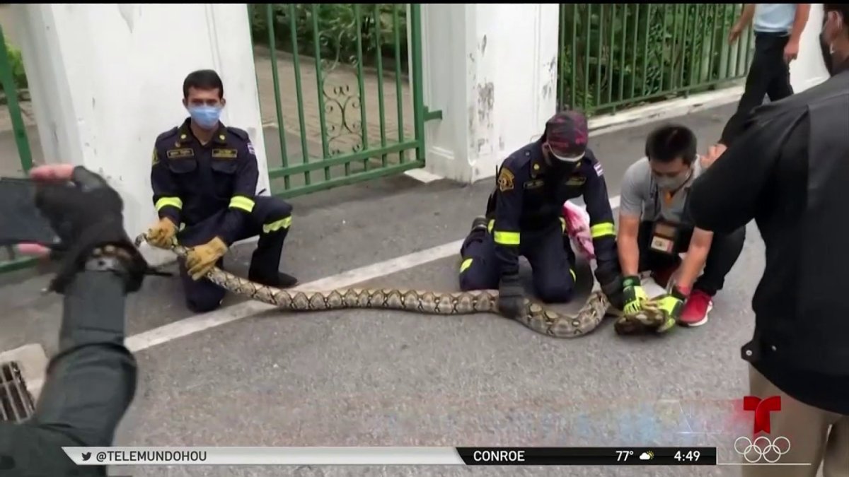 Tailandia: pitón gigante desata intensa labor para capturarla – Telemundo Area de la Bahía 48 - Vimarsana News