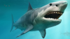 Temporada de tiburones: cuáles son los más peligrosos y los que más atacan a humanos