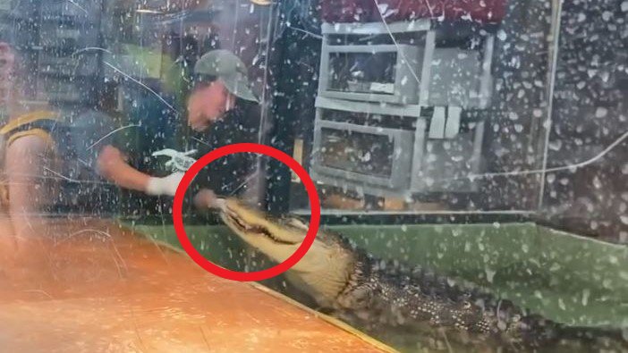 PETA solicita cierre de Scales and Tails en Utah por ataque de caimán a entrenadora – Telemundo Area de la Bahía 48 - Vimarsana News