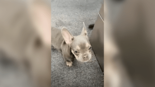 One of the French bulldogs that was reunited with its owner.