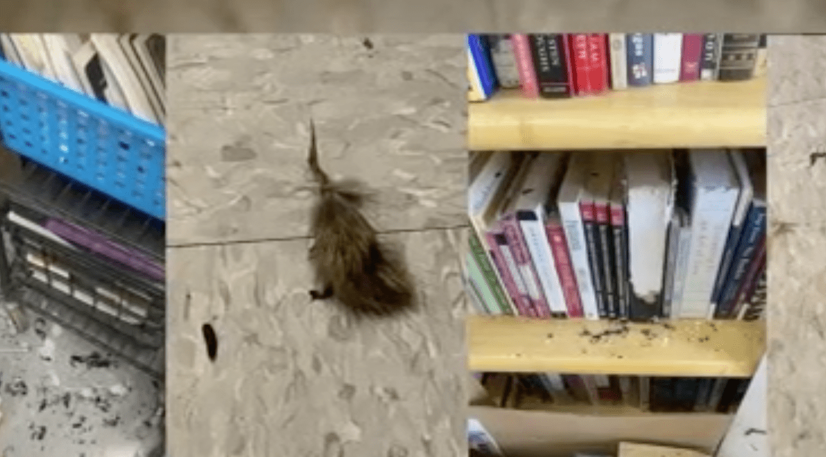 Infestación de ratas prohíbe el regreso de clases presenciales – Telemundo Area de la Bahía 48 - Vimarsana News