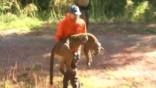 A tranquilized mountain lion is moved by a wildlife official in Rohnert Park.