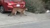 A plena luz del día: avistan a un puma caminando por un vecindario en San Bruno