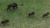 Cerdos salvajes invaden vecindario en Morgan Hill