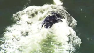 A dead whale is towed across San Francisco Bay.