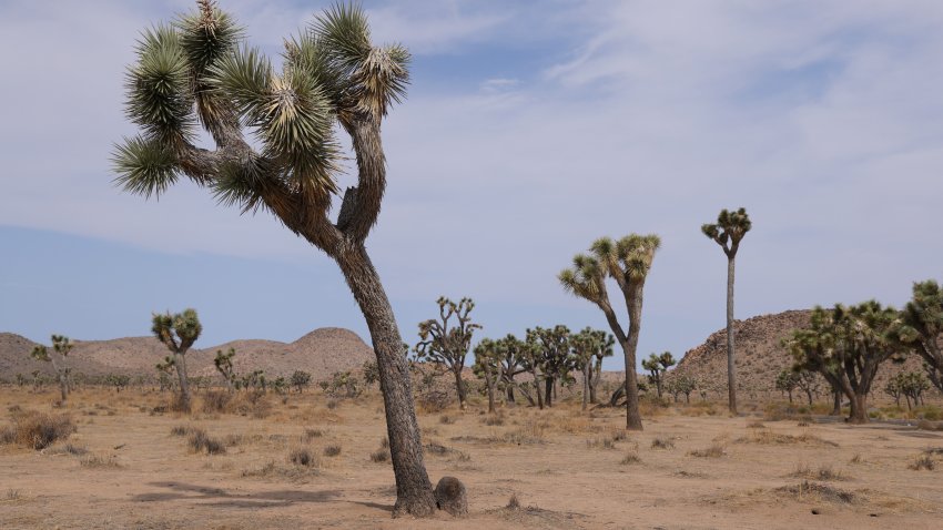 TWENTYNINE PALMS, CALIFORNIA – JULY 23: Joshua trees (Yucca brevifolia) stand in Joshua Tree National Park on July 23, 2021 near Twentynine Palms, California. The park is among California’s most popular tourist destinations. (Photo by Sean Gallup/Getty Images,)