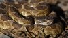 Alertan sobre la presencia de serpientes cascabel en parques del este de la Bahía