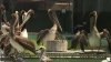 Investigan misteriosas muertes de pelicanos en California