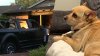 “Él nos alertó”: perrito salva a su familia de morir durante incendio en vivienda de San José
