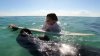 Captado en video: osado manatí intenta “robarle” la tabla de surf a un niño