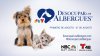 La campaña de donación y adopción de mascotas, Desocupar los Albergues, de NBC Bay Area y Telemundo 48 comienza hoy