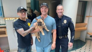 Frankie, a stolen French bulldog puppy, after being found.