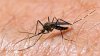 Fumigarán ciertas áreas del condado Santa Clara tras detectar mosquitos portadores del virus del Nilo