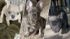 Roban tres cachorros bulldog francés de una vivienda en Mountain View