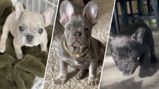 Three stolen French bulldog puppies.