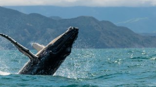 Ballena jorobada