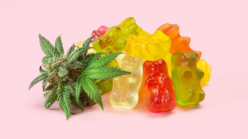 A pile of gummy bears made with cannabis extract next to a fresh bud or hemp flower. These medical marijuana edibles contain CBD and THC and are isolated on a pink background.