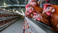 Sacrifican 1.8 millones de pollos tras hallar gripe aviar en una granja en EEUU