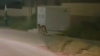 En video: capturan a un puma que aterrorizó a un vecindario