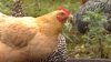 ¿Buscas criar gallinas ante el alto precio de los huevos? Aquí lo que debes saber