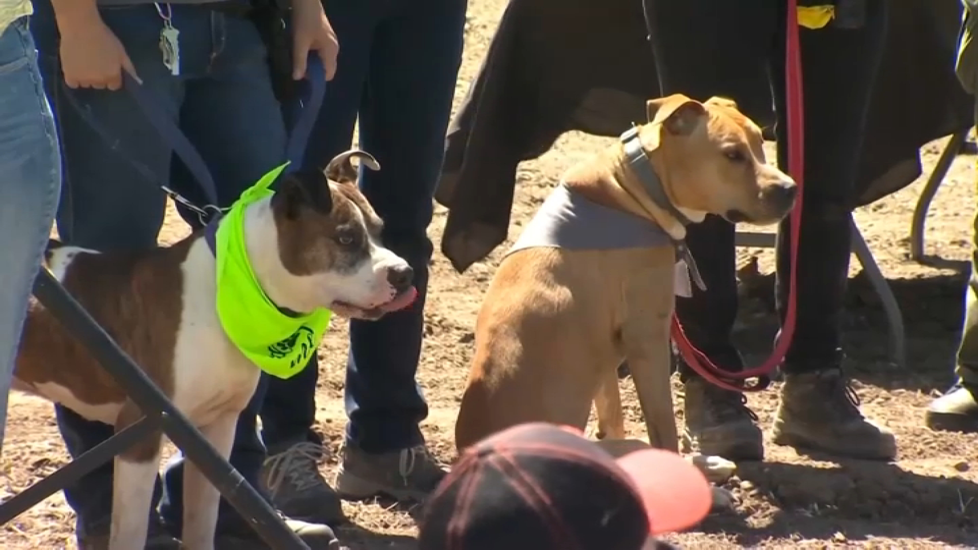 es ilegal negar un perro de servicio