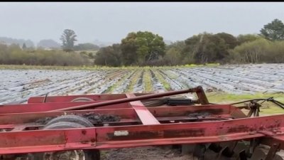 Trabajadores agrícolas en Gilroy continúan siendo afectados por las tormentas