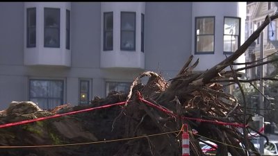 La caída de un enorme árbol en San Francisco provoca miles de dólares en pérdidas