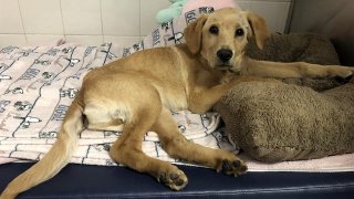 "Cheddar," a 4-month-old puppy found on the side of a road in Santa Cruz County.