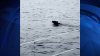 Captado en video: oso salta al mar desde un muelle y empieza a nadar