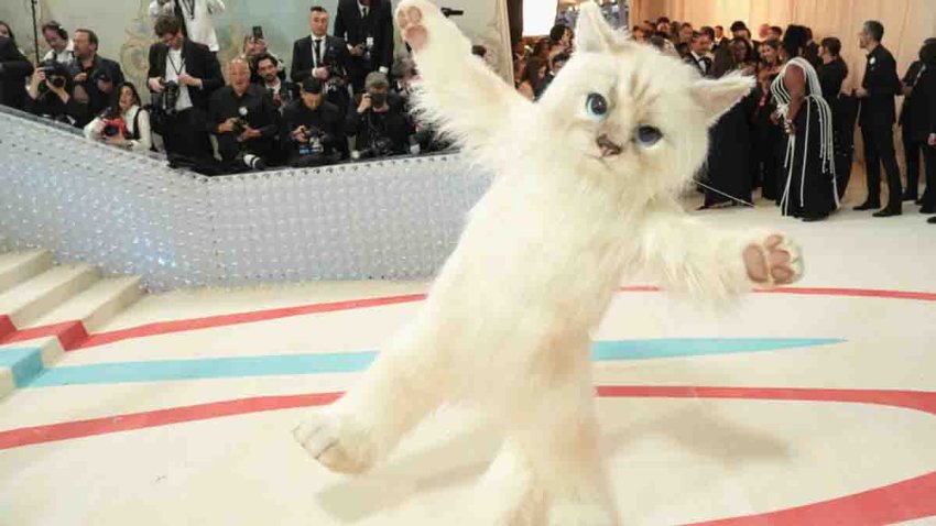 NEW YORK, NEW YORK – MAY 01: Jared Leto dressed as Choupette attends The 2023 Met Gala Celebrating “Karl Lagerfeld: A Line Of Beauty” at The Metropolitan Museum of Art on May 01, 2023 in New York City. (Photo by Sean Zanni/Patrick McMullan via Getty Images)