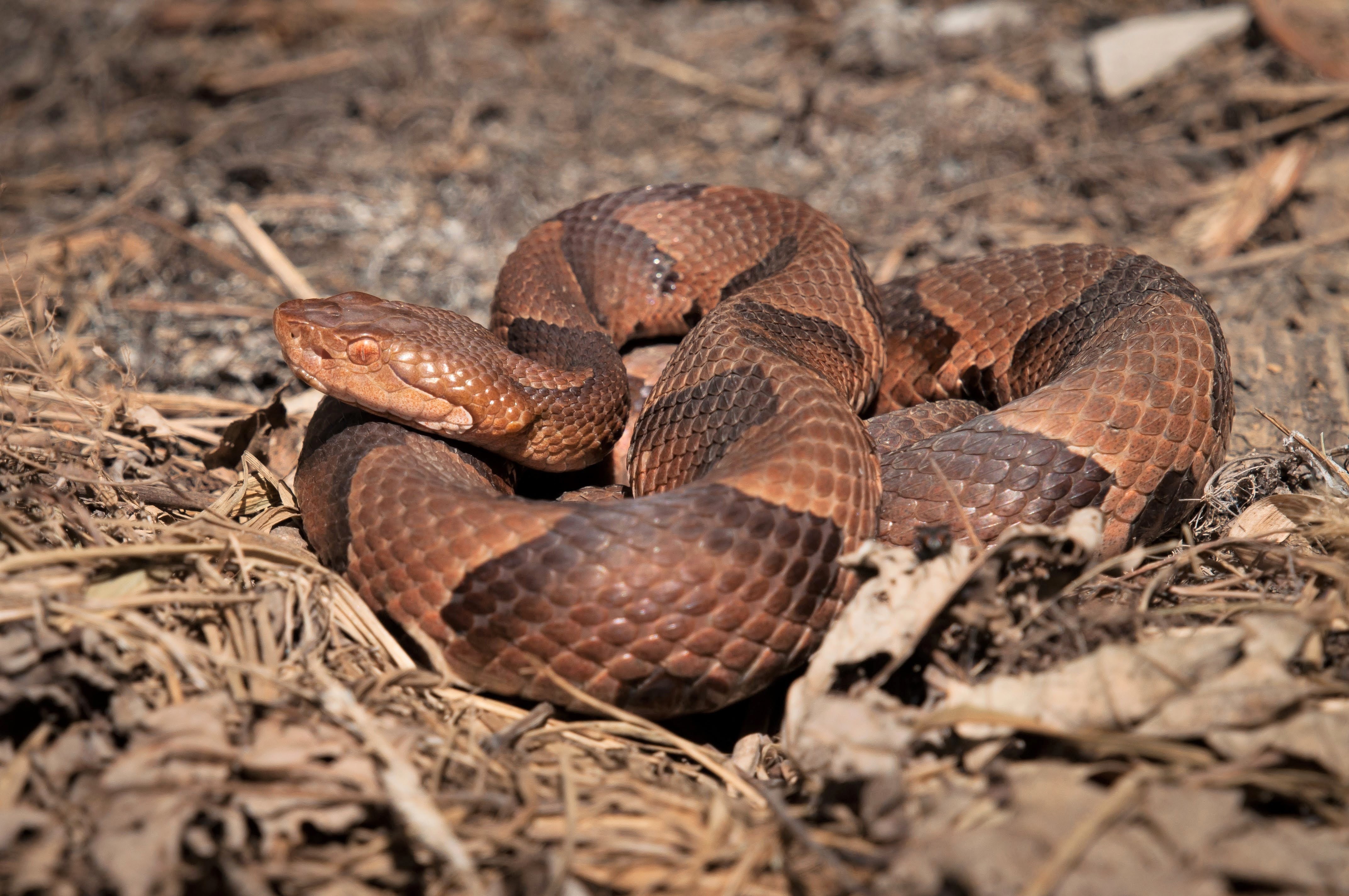 la mordedura de una serpiente de cascabel matará a un perro