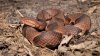 Serpientes en los senderos del Este de la Bahía       aparecen con la llegada del calor