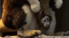 Conozca a Kikori, el canguro en peligro de extinción en el zoológico de San Diego
