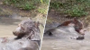 En video: oso se relaja y toma un refrescante baño lejos de los humanos