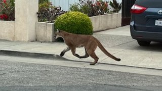 Mountain lion