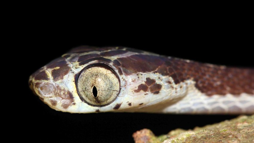 A Blunthead Treesnake (Imantodes cenchoa) from the Peruvian Amazon Isolated with plenty of space for text