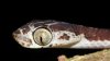 Le ponen “Harrison Ford” a serpiente depredadora descubierta en Perú