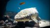 ¿Sabías que el pez más viejo del mundo se encuentra en San Francisco?