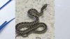 Insólito: hallan serpiente deambulando por el Aeropuerto Internacional de San José