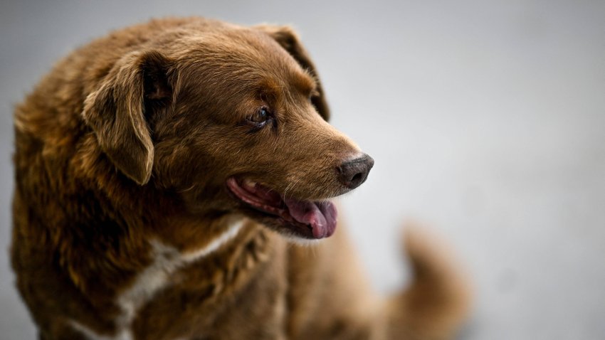 A picture taken on February 12, 2023 shows Bobi, a 30 year-old Portuguese dog that had been declared the world’s oldest dog by Guinness World Records, sitting at his home in the village of Conqueiros in Leiria. (Photo by PATRICIA DE MELO MOREIRA / AFP) (Photo by PATRICIA DE MELO MOREIRA/AFP via Getty Images)