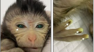 Nace con vida un mono quimérico a partir de líneas de células madre embrionarias